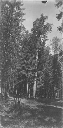 Im Wald : Im Wald, ein Teil des Białowieża-Nationalparks.