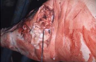 Fotografie: Tieridentifikation, Transponder, Implantat