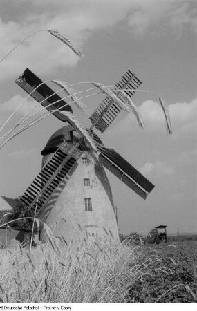 Blick auf eine Windmühle mit Ähren im Vordergrund