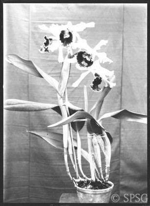 Potsdam, Park Sanssouci, Gewächshaus, Blumenausstellung 1934.