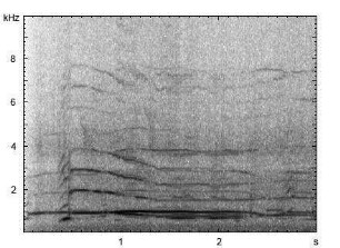 Haushund | Canis lupus f. familiaris - Heulen