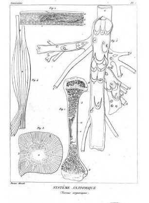 Pl. I. Systême Anatomique (Tissus organiques)