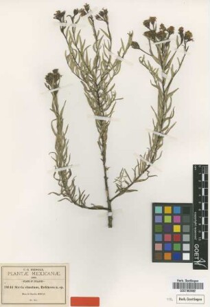 Stevia simulans B.L.Rob. [type]