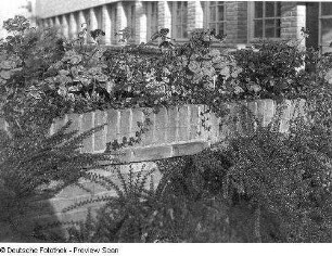 Mauer an einer Schule mit blühenden Blumen und Ziersträuchern