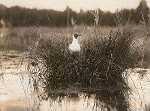 Lachmöwe (Chroicocephalus ridibundus, Syn. Larus ridibundus) auf dem Nest