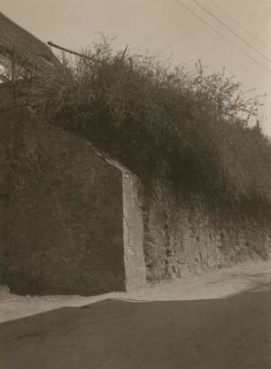Leuben bei Lommatzsch. Mauer mit Seide oder auch Teufelszwirn (Cuscuta)