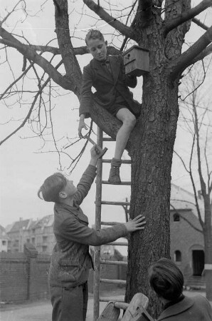 Schüler mit einem Vogel-Nistkasten : Schüler beim Anbringen des Nistkastens an einem Baum