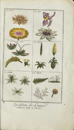 Illustration: Systême de Linnée. Classe XIX a XXIV.
