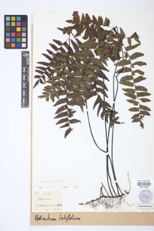 Adiantum latifolium Lam.