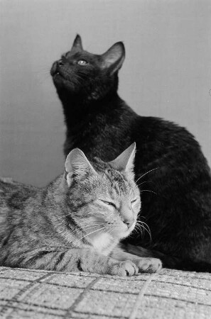 zwei Katzen