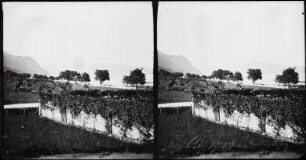 Lac du Bourget bei Chindrieux