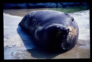 See-Elefant 31.7.71.