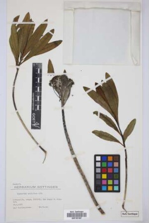 Euphorbia mellifera Aiton