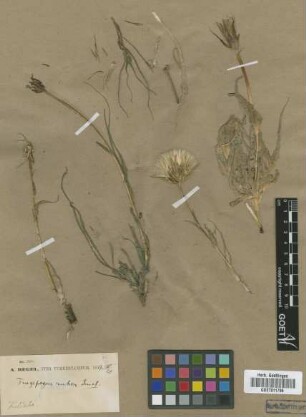 Tragopogon ruber S.G.Gmel. [type]
