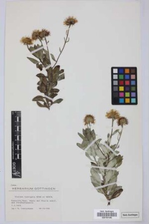 Vieraea laevigata (Willd.) Webb ex Sch.Bip.