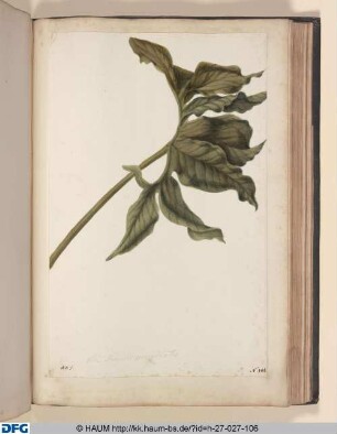 Haei quatuor folia AB (ligiert) rite sibi invicem. adponantur, habetur Dracunculus Polyphyllus. S. Arum, Polyphyllum Draeuneulus & Serpentarin Tietum, caule maeulato majus & elatius.