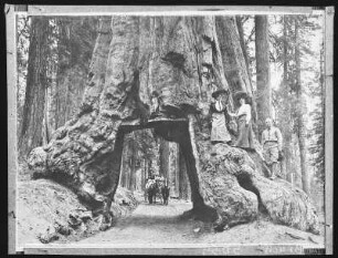 Yosemite. Big Tree Wawona (Wawona-Tunnelbaum, 1969 gefallen), Yosemite, Cal.
