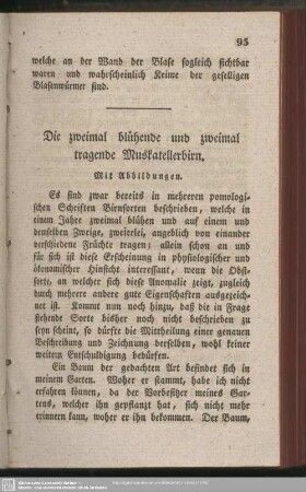 Die zweimal blühende und zweimal tragende Muskatellerbirn