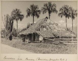 Orgelpfeifenkakteen (Lateinamerika-Aufenthalte 1928/1942)