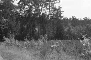 Baumschäden im Hardtwald durch die Maikäfer-Larve Engerling