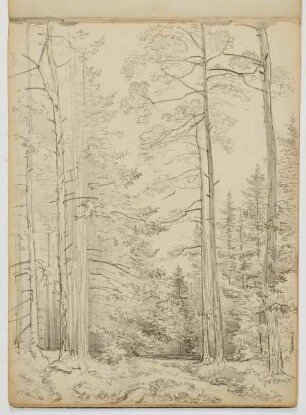 Waldstudie