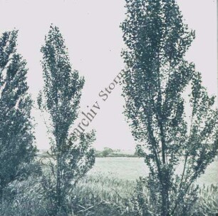 Herrenteich, davor Bäume