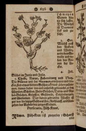 636-646, Persicaria - Pimpinella sangvisorba