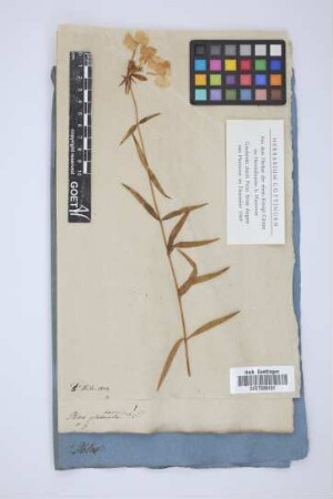 Phlox glaberrima L.