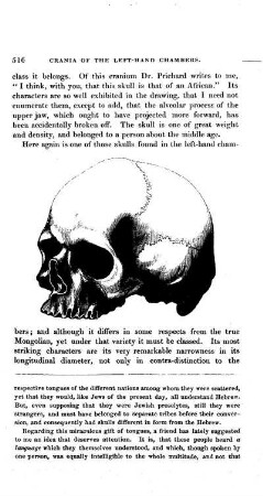 Mongolian Skull