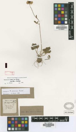 Ranunculus rumelicus Griseb.