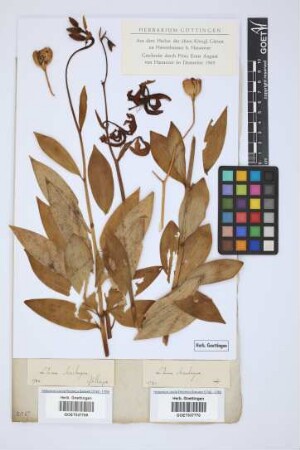 Lilium martagon L.
