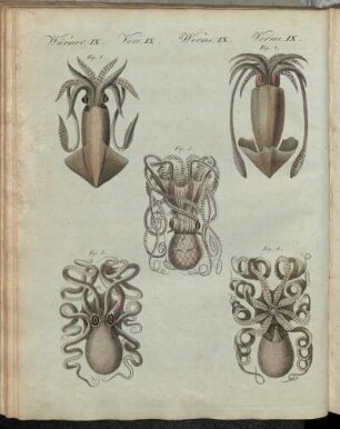 No. 69. Würmer IX. Mollusken Oder Weichwürmer.