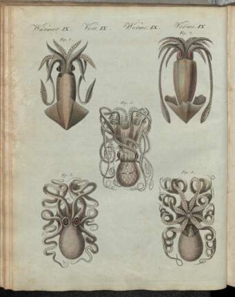 No. 69. Würmer IX. Mollusken Oder Weichwürmer.