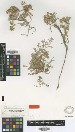 Alyssum argyrophyllum Schott & Kotschy [type]