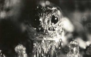 Springspinne (Salticidae). Kopfstück