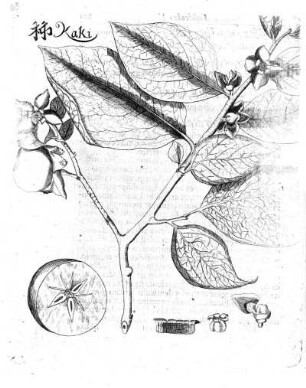 65