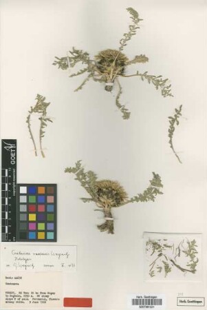 Centaurea vanensis Wagenitz [holotype]