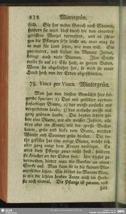 78. Vinca per Vinca. Wintergrün