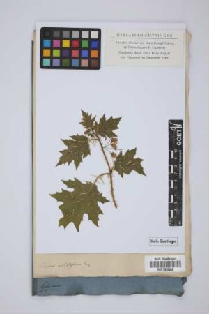 Solanum aculeatissimum Jacq.