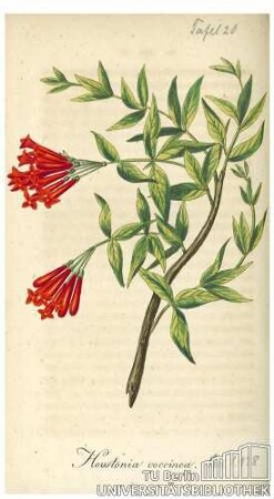 Houstonia coccinea
