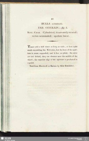Bulla acuminata. Tab. CCCCLXIV. - fig. 5