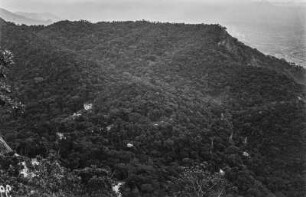 Tropischer Urwald : Blick auf den Urwald bei Rio de Janeiro.