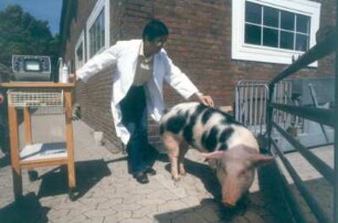 Berlin. Institut für Tierproduktion. Ultraschallmessung zur Messung der Speckdicke bei einem Zuchtschwein des Institutes