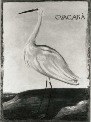 GVACARA Edelreiher (Herodias alba) : GVACARA Edelreiher (Herodias alba). Öl auf Leinwand (1655/1663; A. Eckhout). Radebeul, Hoflößnitz, Berg- und Lusthaus, Festsaal (nach der Restaurierung)