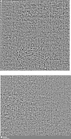 Lilienschild + IESV / LW = S.3/4+39/40