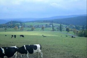 Kühe auf der Weide; im Hintergrund Böhlen