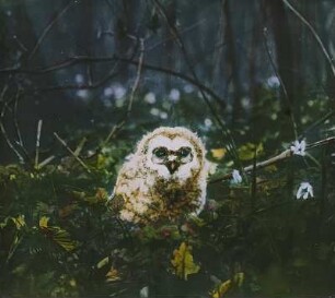 Vögel. Junger Waldkauz (Strix aluco)