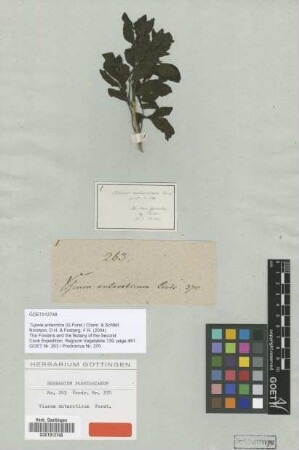 Viscum antarcticum G.Forst. [type]
