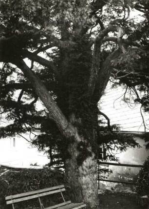 Drebach Kr. Zschopau. Gemeine Eibe (Taxus baccata L.). 400jähriges Exemplar mit mächtigem Stamm. Pfarrgehöft