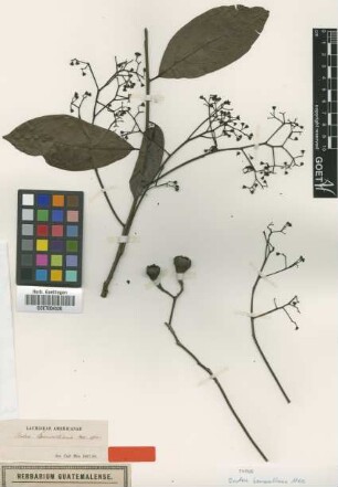 Ocotea bernoulliana Mez [type]